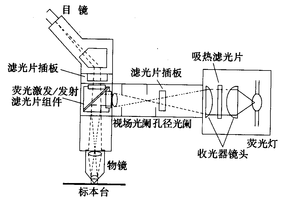 熒光顯微鏡原理圖，激發(fā)濾板和壓制濾色系統(tǒng)